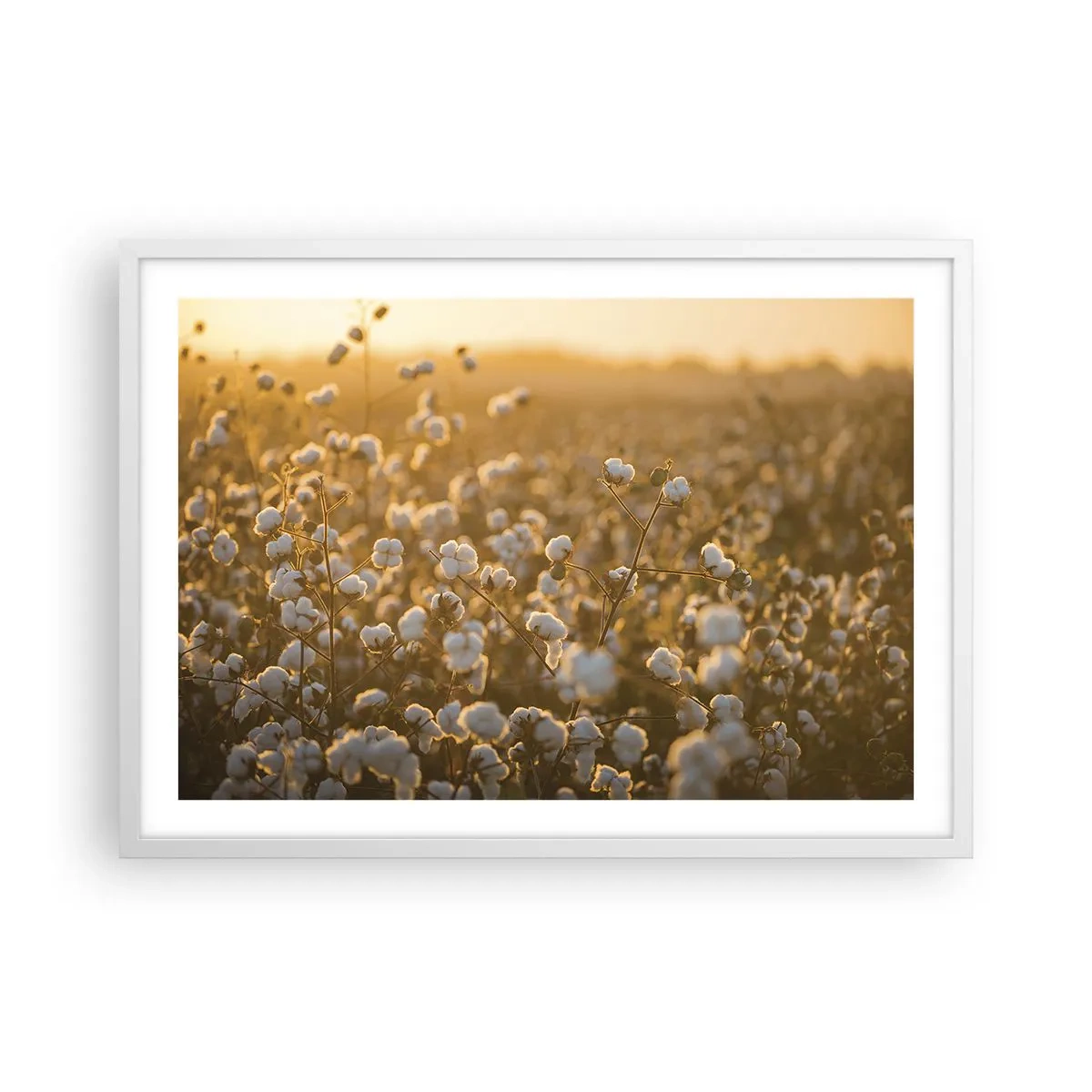 Poster in white frmae - Fluffy Field - 70x50 cm