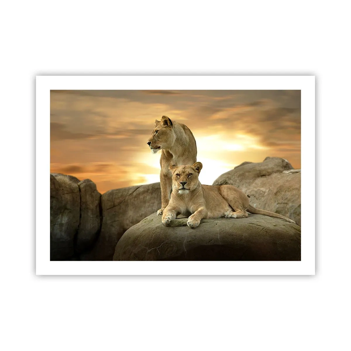 Poster - Royal Majesty - 70x50 cm
