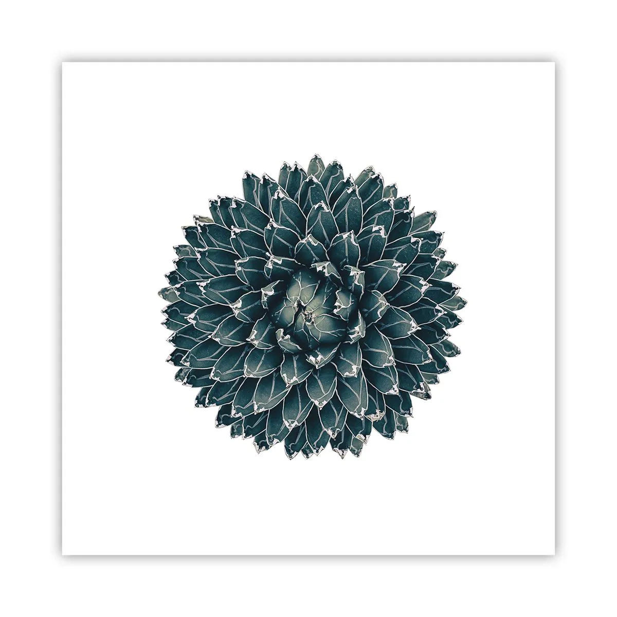 Poster - Star of the Desert - 30x30 cm
