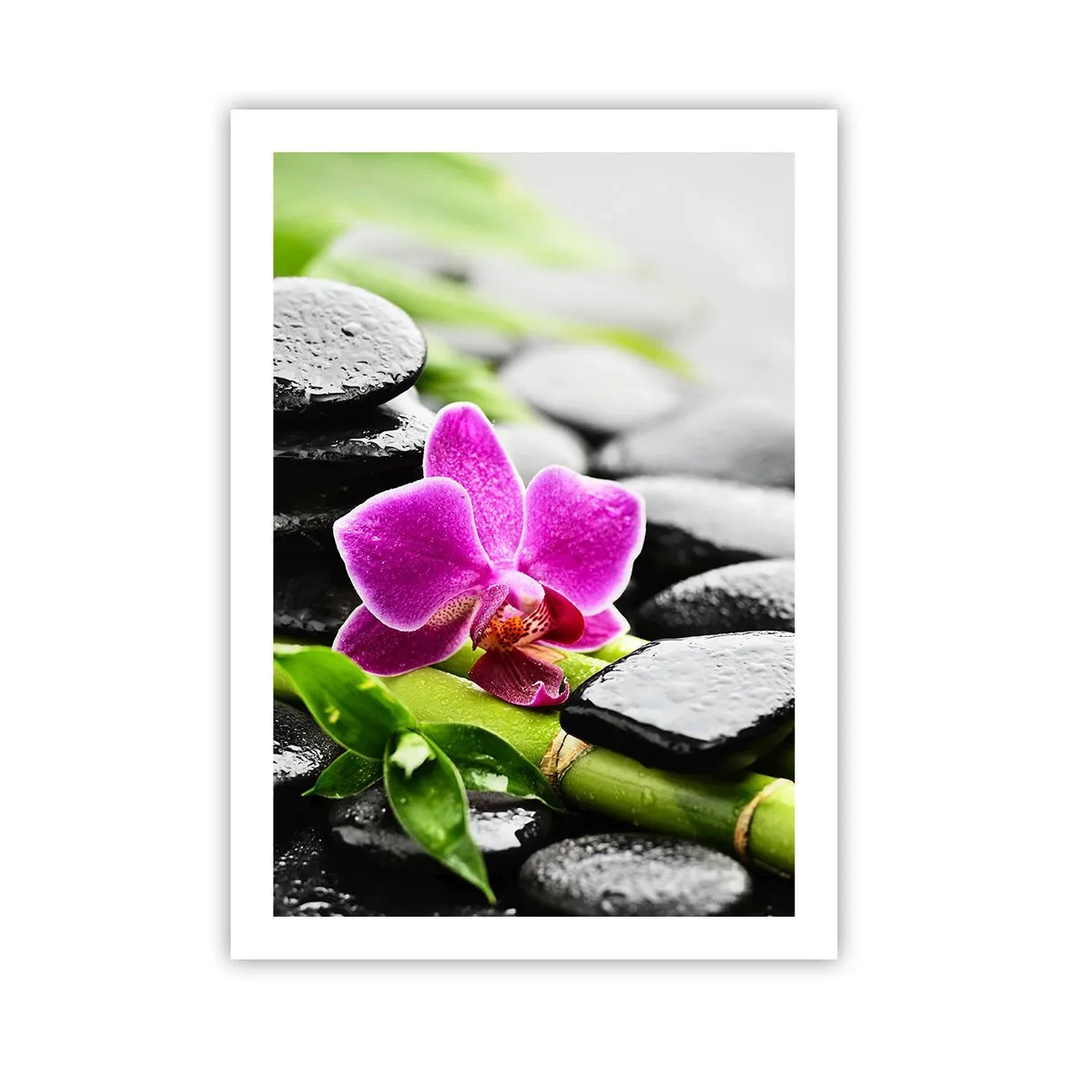 Poster - In a Peaceful Balance - 50x70 cm