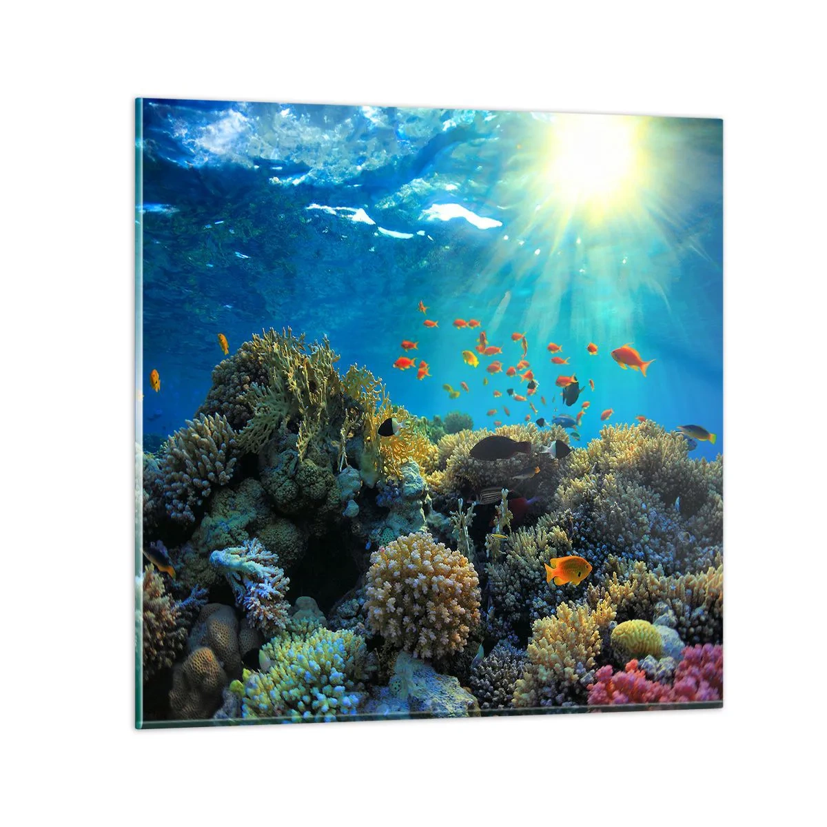 Glass picture - Underwater Treasures - 40x40 cm
