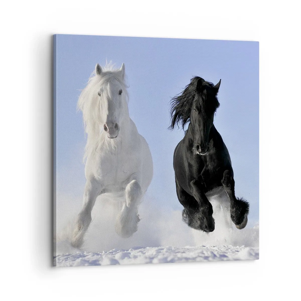 Canvas picture - Black and White Gallop - 60x60 cm