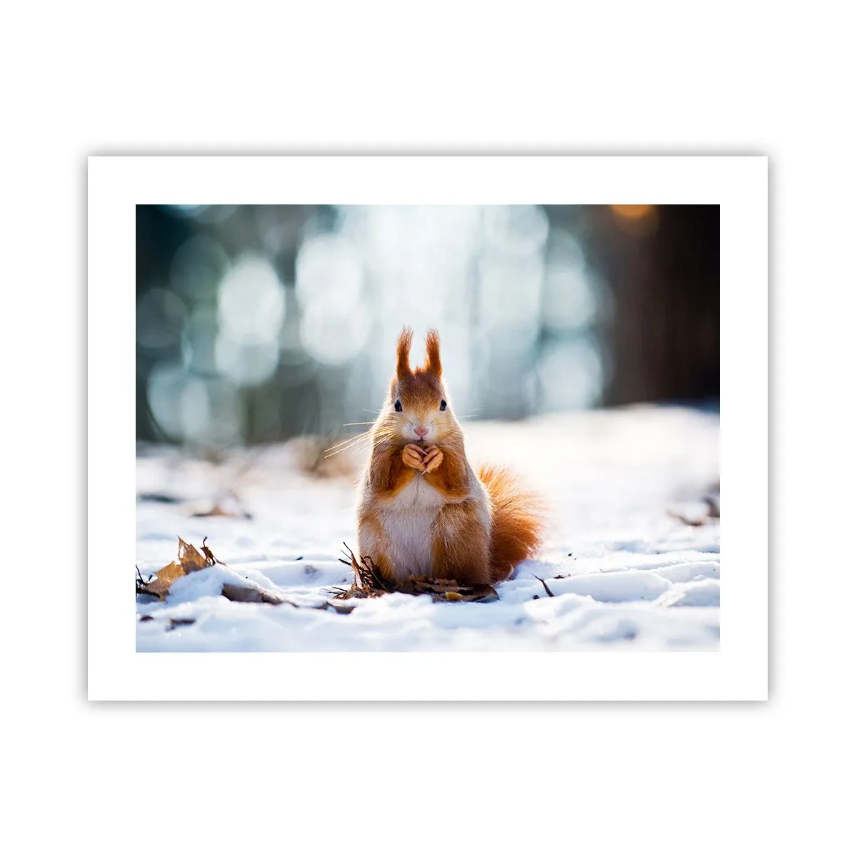 Poster - What Are You Looking at? - 50x40 cm