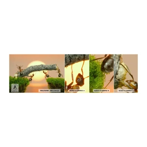 Photo Wallpaper Sample Self-Adhesive Deluxe Sticker - Joyful, Mutual Work - Nature, Ants, Sunset - 100x30 cm