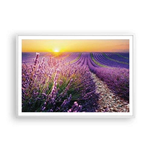Poster in white frmae - Fragrant Field - 100x70 cm