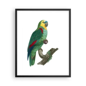 Poster in black frame - Parrot Portrait - 40x50 cm