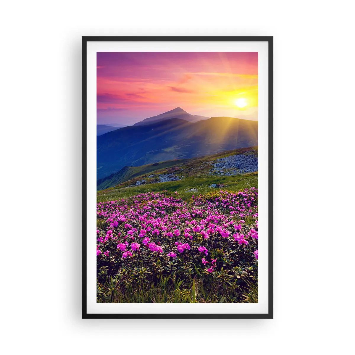 Poster in black frame - Surrounded by Mountain Pine and Herbs - 61x91 cm