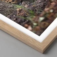 Light Oak