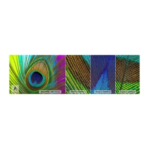 Photo Wallpaper Sample Premium Canvas - Eye to Eye - Abstraction, Peacock Feather, Piece - 100x30 cm