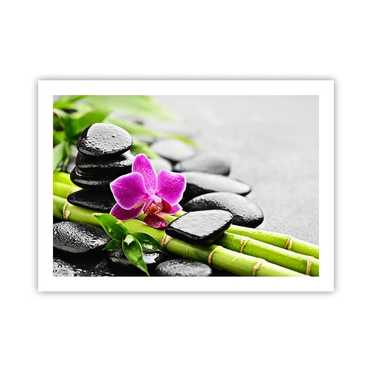 Poster - In a Peaceful Balance - 70x50 cm