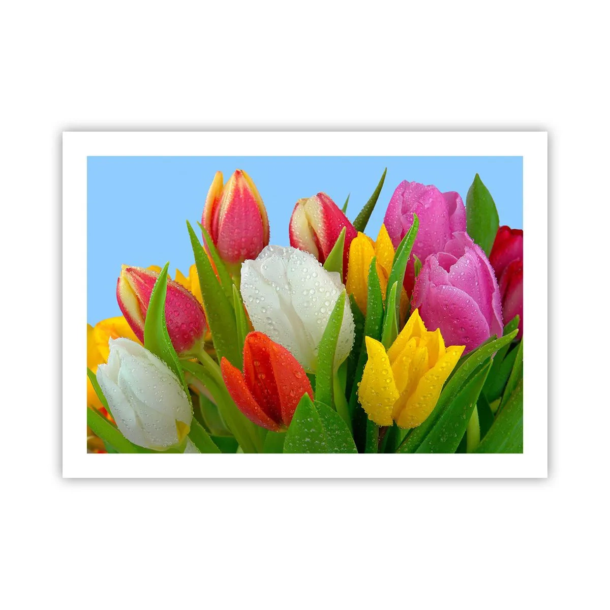 Poster - Floral Rainbow in Dew Drops - 70x50 cm