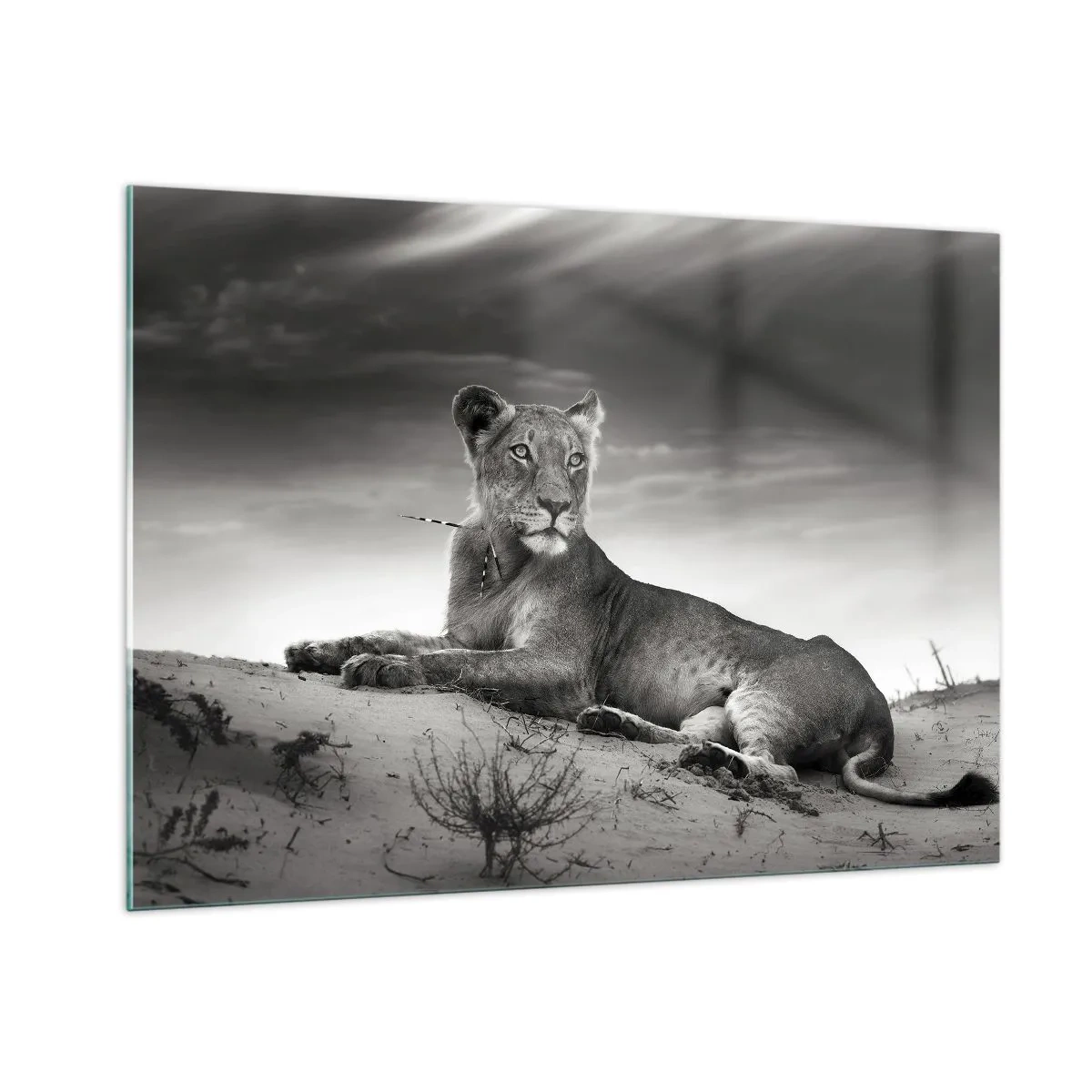 Glass picture - Queen of Desert Is Resting - 100x70 cm