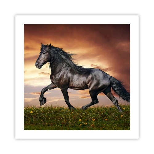 Poster - Black Prince - 50x50 cm