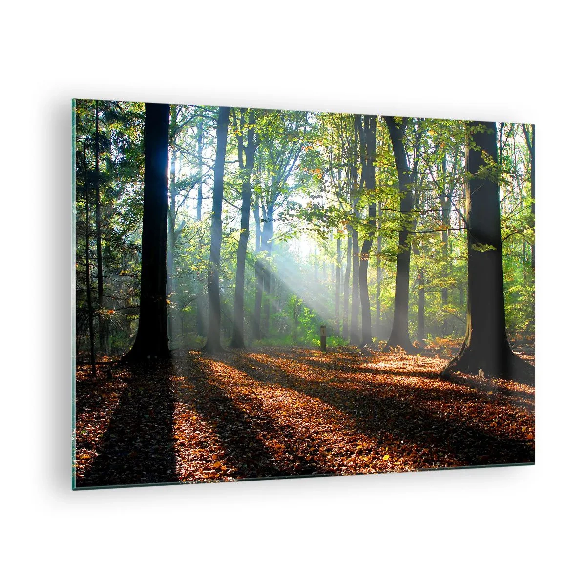 Glass picture - A forest in the rays of the sun in an autumn scenery - 70x50cm - Highs And Lows - Modern wall decoration for the living room and bedroom ARTTOR