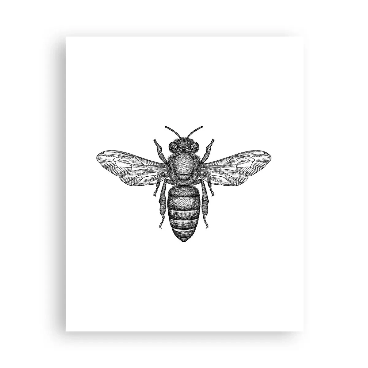 Poster - Insect Portrait - 40x50 cm