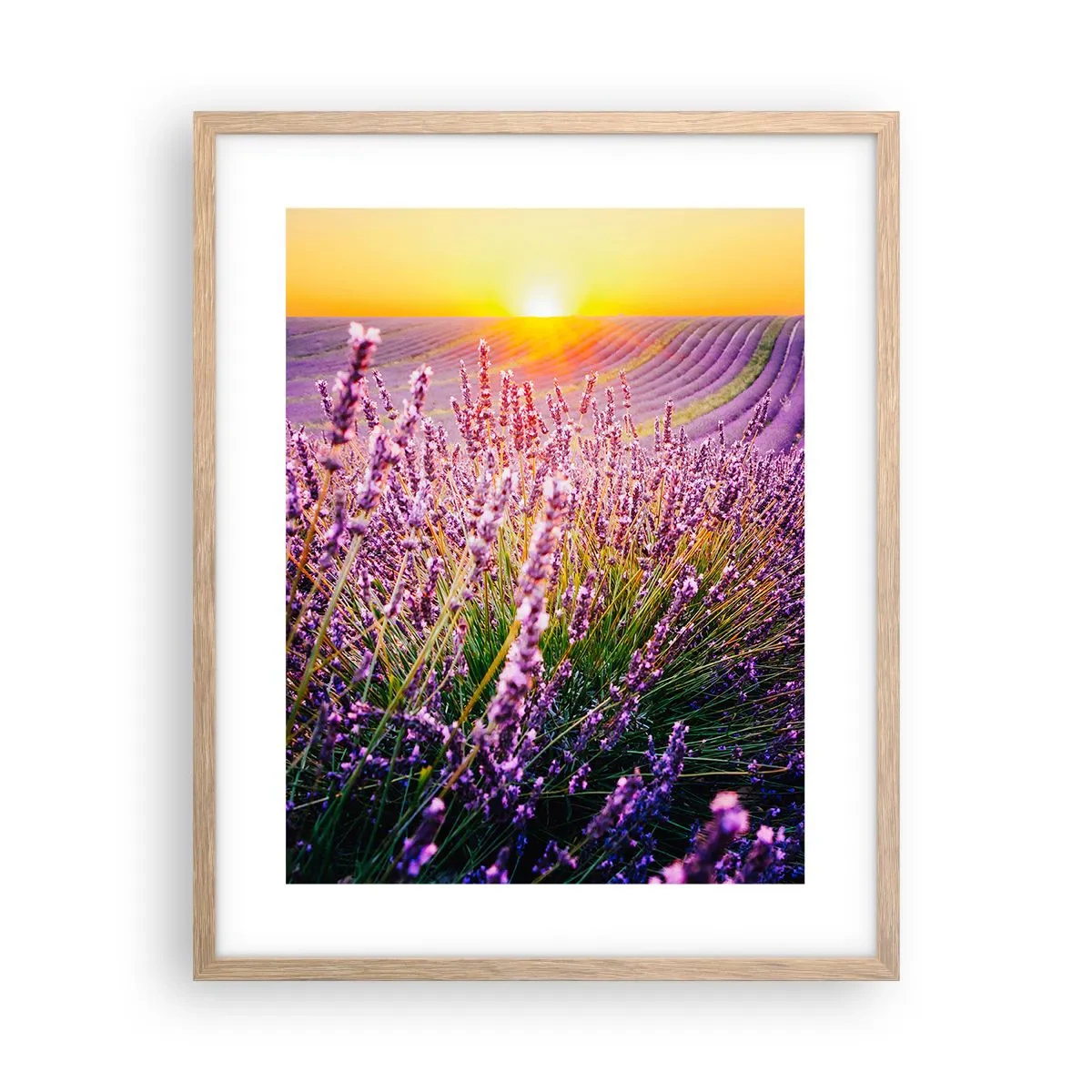 Poster in light oak frame - Fragrant Field - 40x50 cm