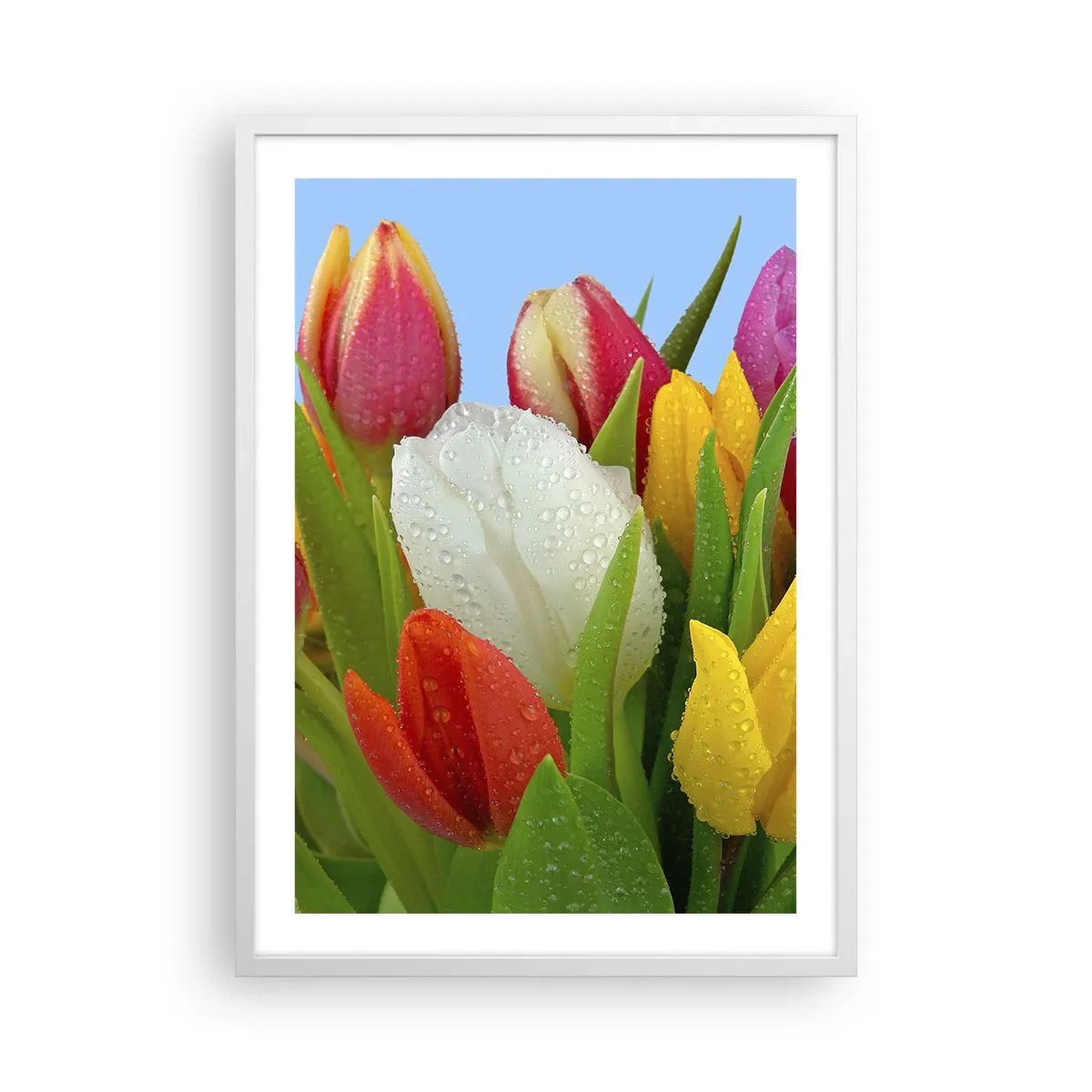 Poster in white frmae - Floral Rainbow in Dew Drops - 50x70 cm
