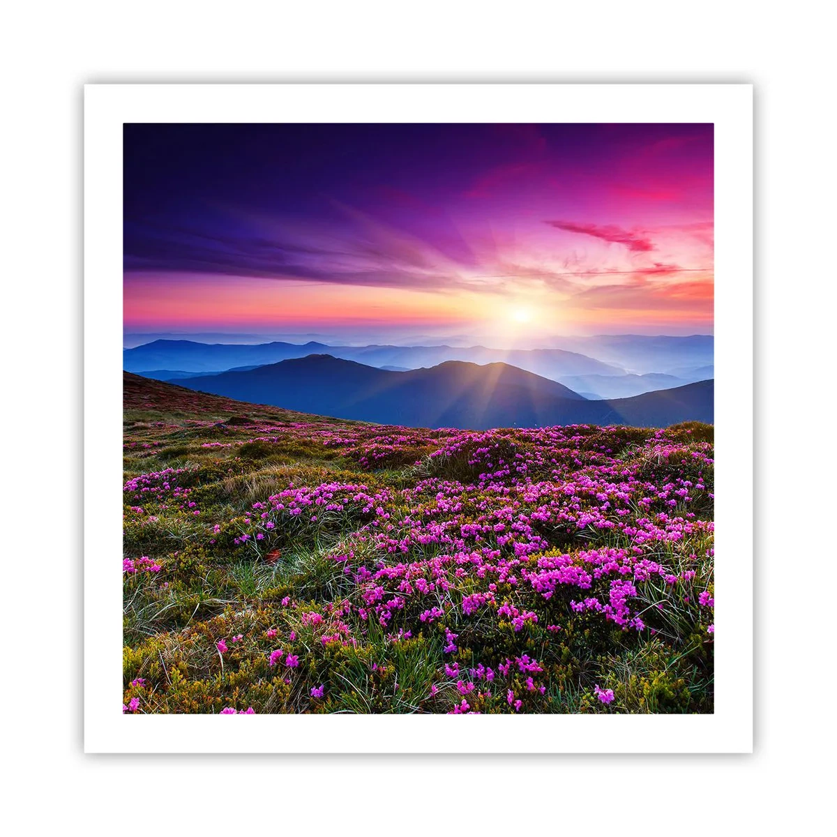 Poster - Smells Strongly of Herbs - 60x60 cm