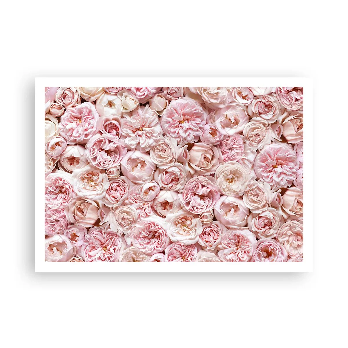 Poster - Decked with Roses - 100x70 cm