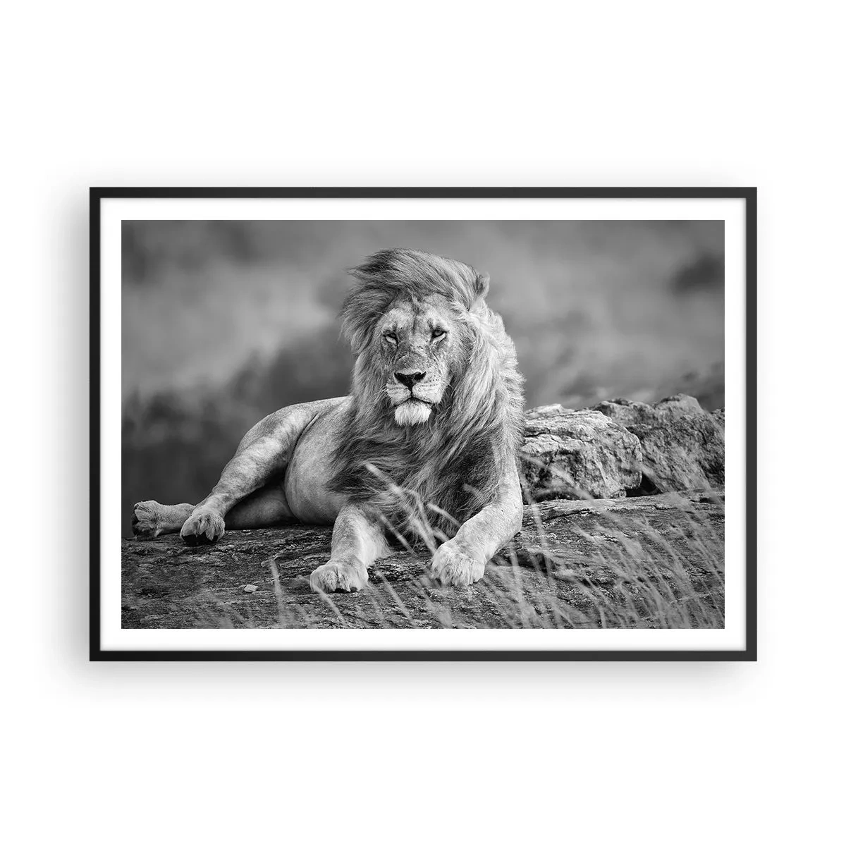 Poster in black frame - Royal Siesta - 100x70 cm