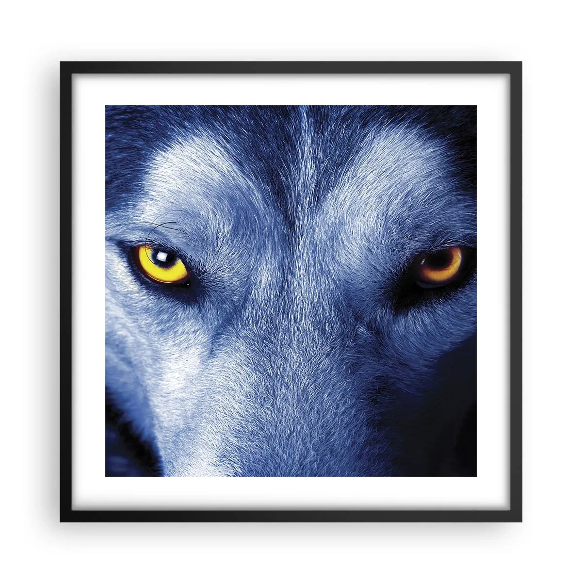 Poster in black frame - Mesmerising Look - 50x50 cm