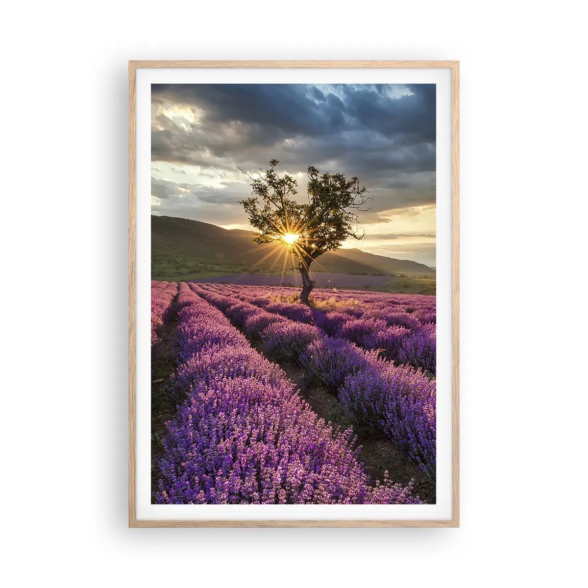 Poster in light oak frame - Lilac Coloured Aroma - 70x100 cm