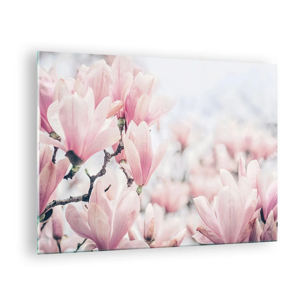 Glass picture - Delicate pink magnolias on a light background - 70x50cm - Ideal of Subtlety - Modern wall decoration for the living room and bedroom ARTTOR