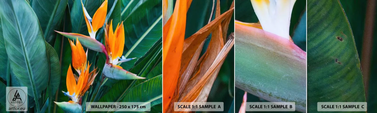 Photo Wallpaper Sample Standard Eco - Is It a Flower or a Bird? - Strelitzia Royal, Flower, Africa - 100x30 cm