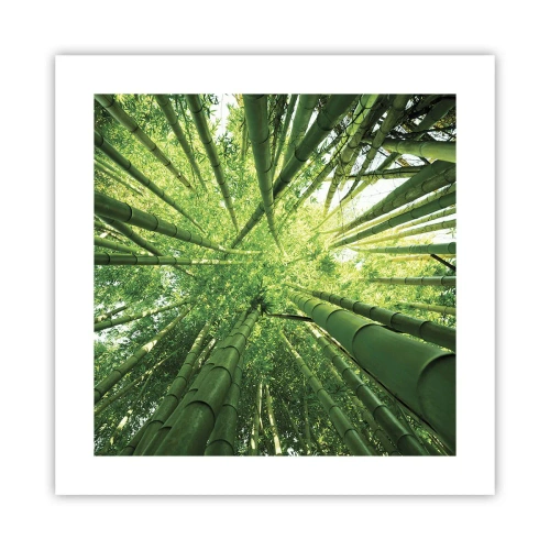Poster - In a Bamboo Forest - 40x40 cm