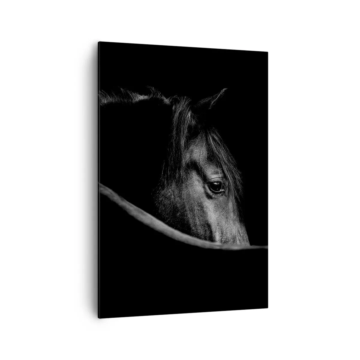 Canvas picture - Black Prince - 70x100 cm