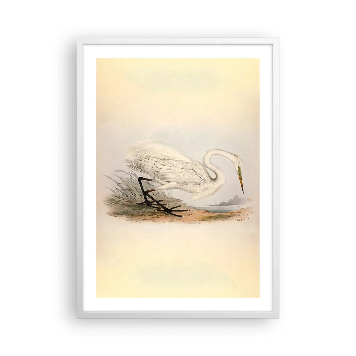 Poster in white frmae - Lady on the Marsh - 50x70 cm