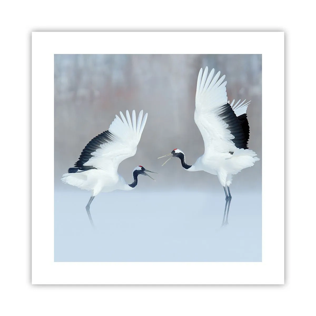 Poster - Dance in the Fog - 40x40 cm