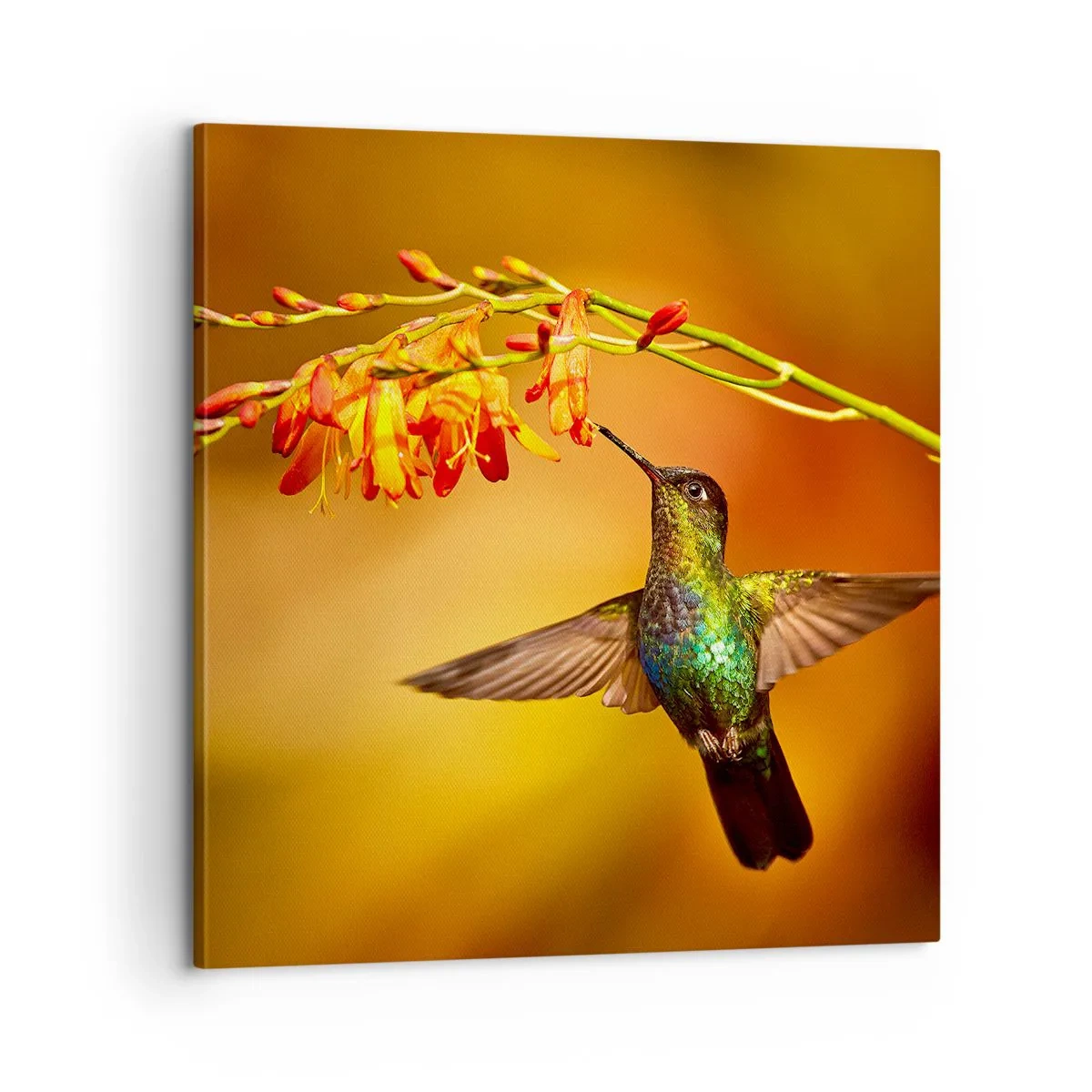 Canvas picture - Messenger of Light according to the Mayans - 60x60 cm