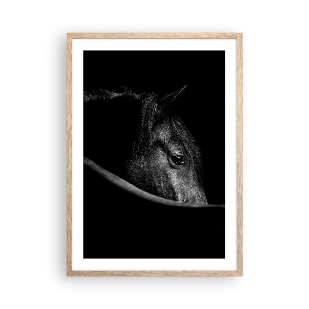 Poster in light oak frame - Black Prince - 50x70 cm