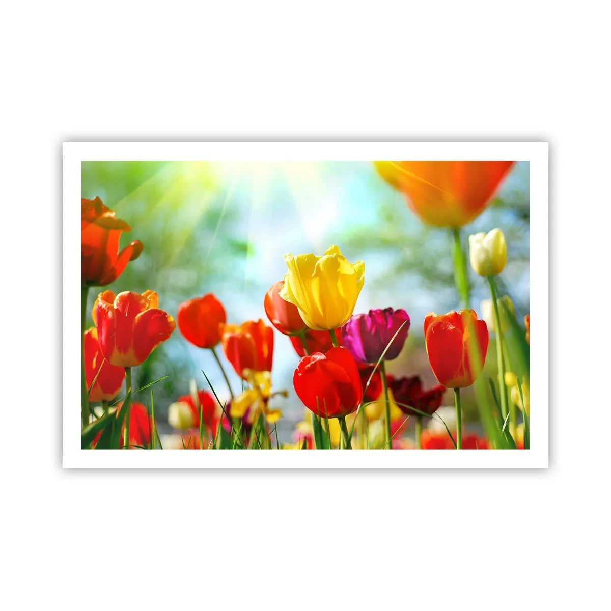 Poster - All Colours of the Sun - 91x61 cm