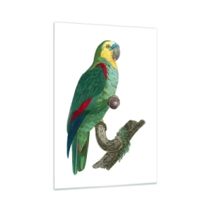 Glass picture - Parrot Portrait - 70x100 cm