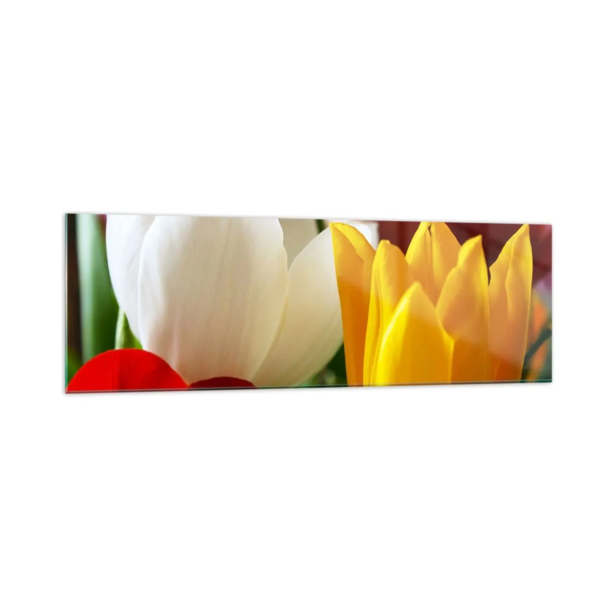 Glass picture - Tulip Fever - 160x50 cm