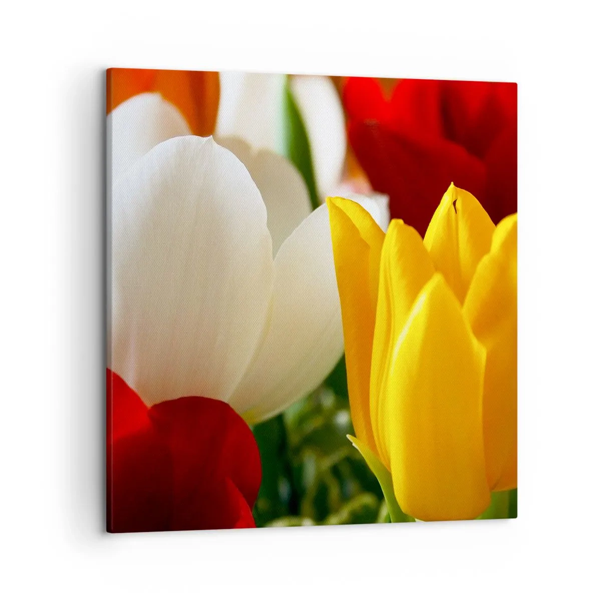 Canvas picture - Tulip Fever - 50x50 cm