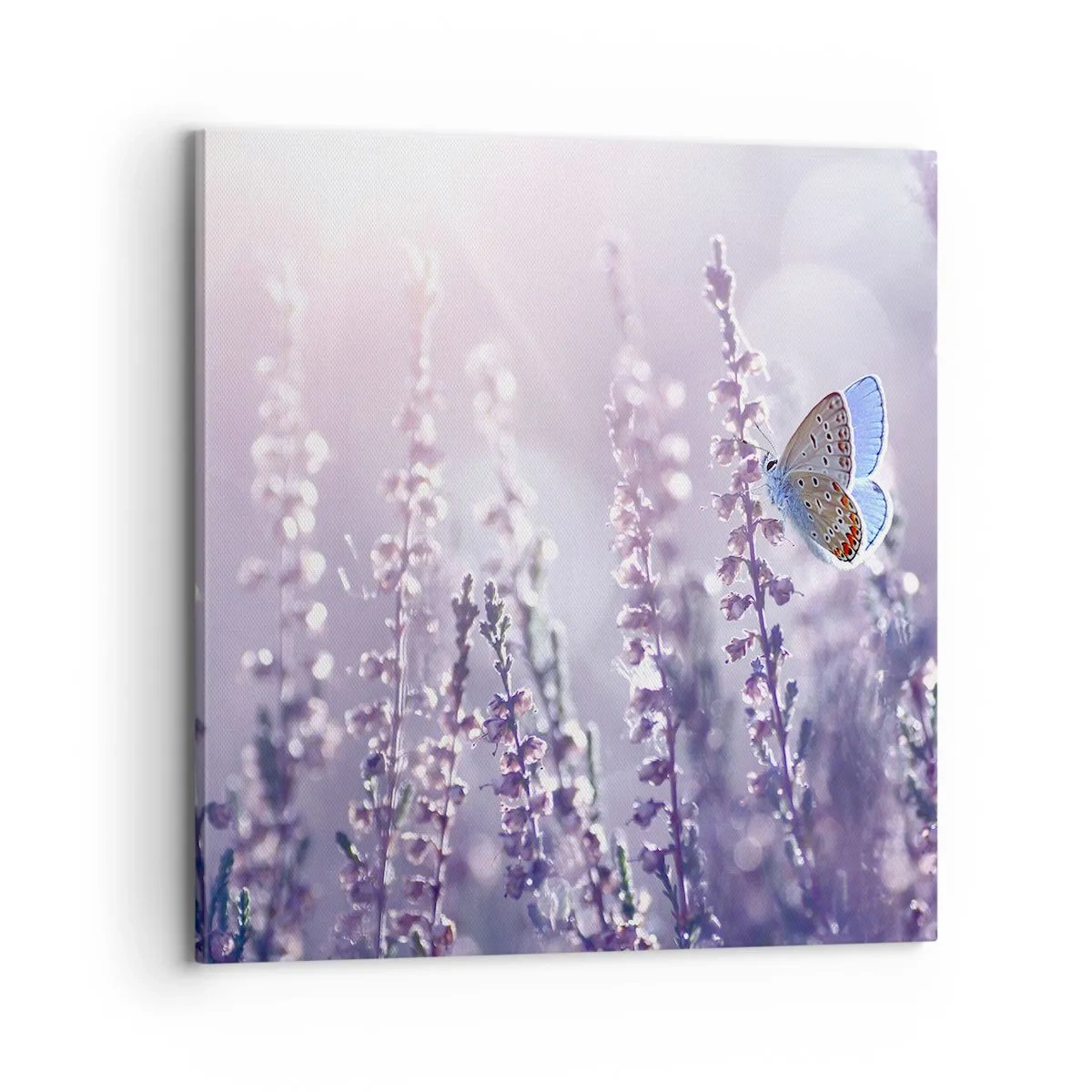Canvas picture - Kiss of a Butterfly - 70x70 cm