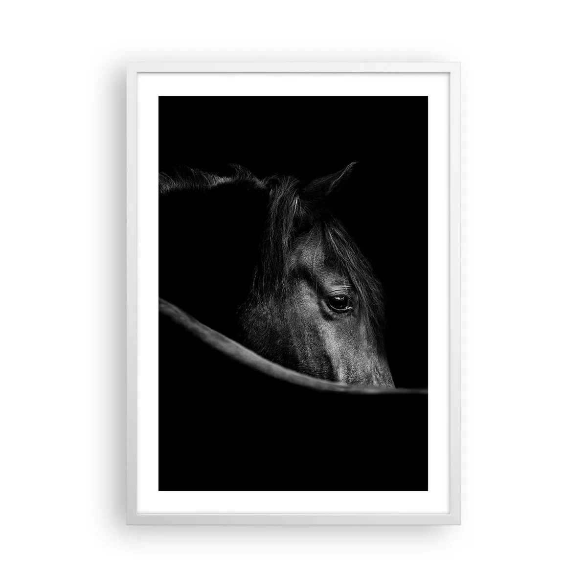 Poster in white frmae - Black Prince - 50x70 cm