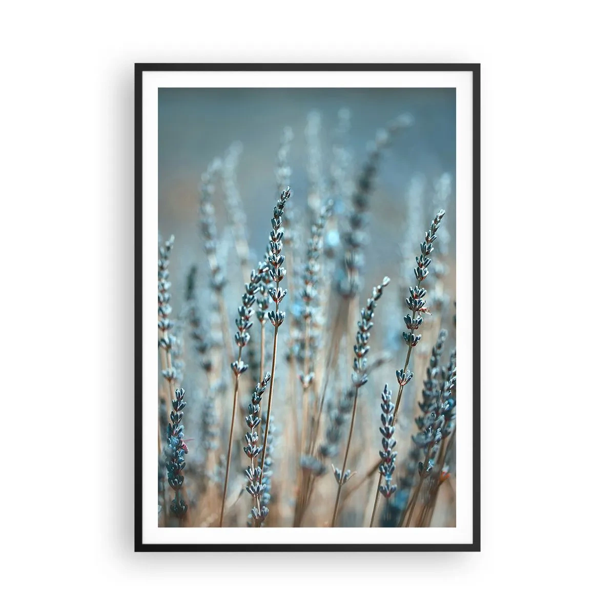 Poster in black frame - Fragrant Grass - 70x100 cm