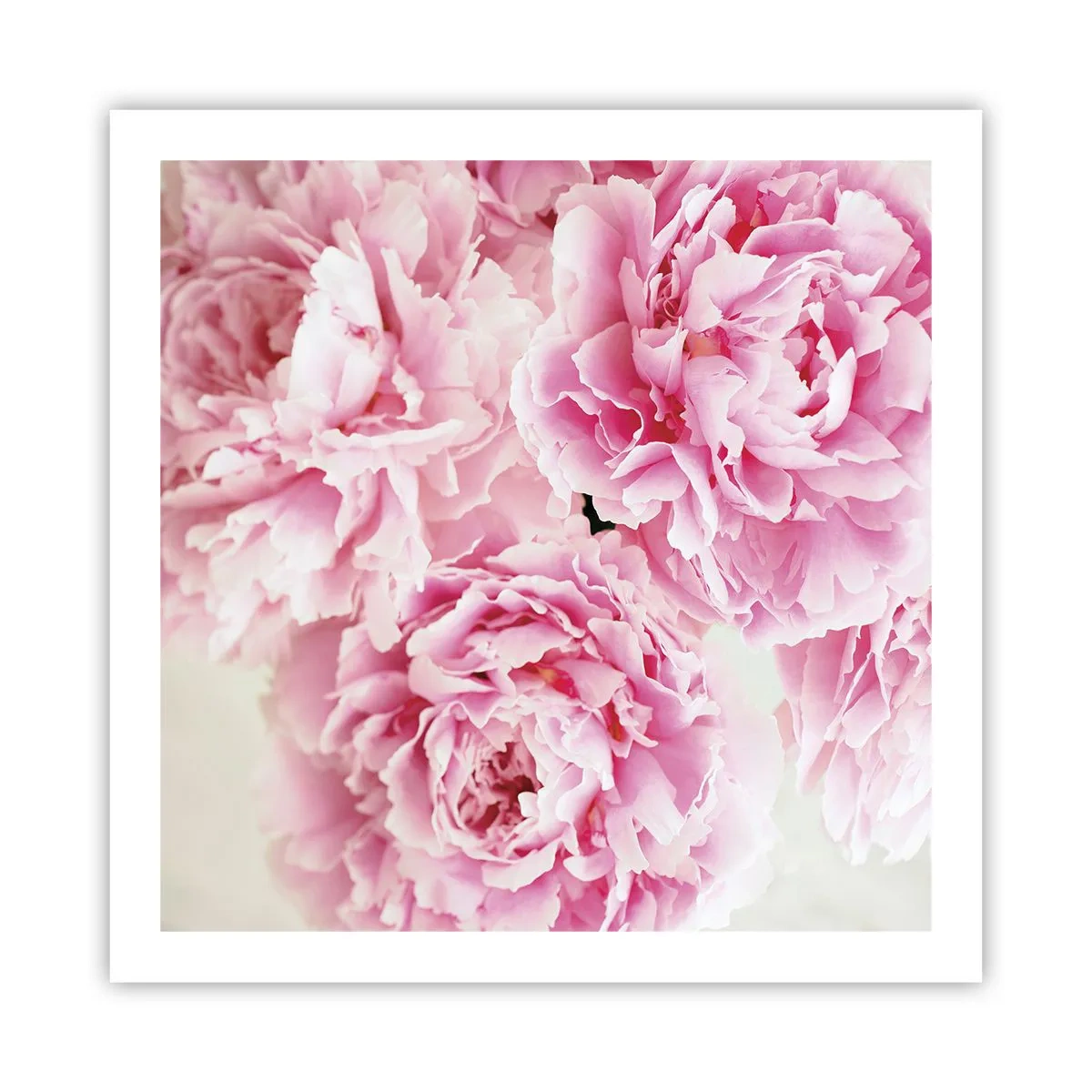 Poster - In Pink  Splendour - 60x60 cm