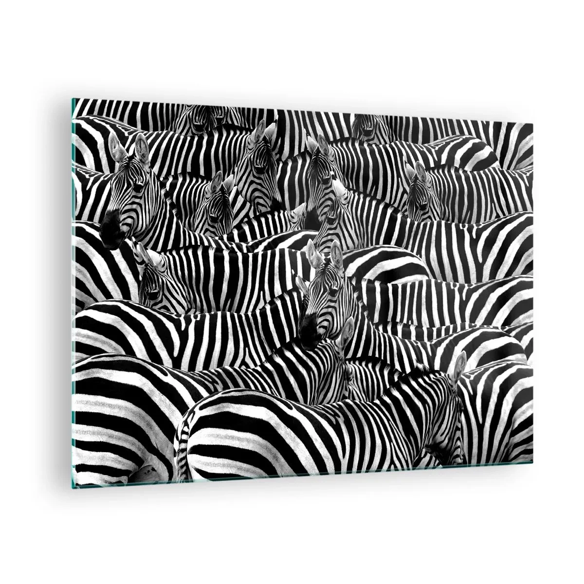 Glass picture - A herd of zebras in monochrome - 70x50cm - Striped Group Portrait - Modern wall decoration for the living room and bedroom ARTTOR