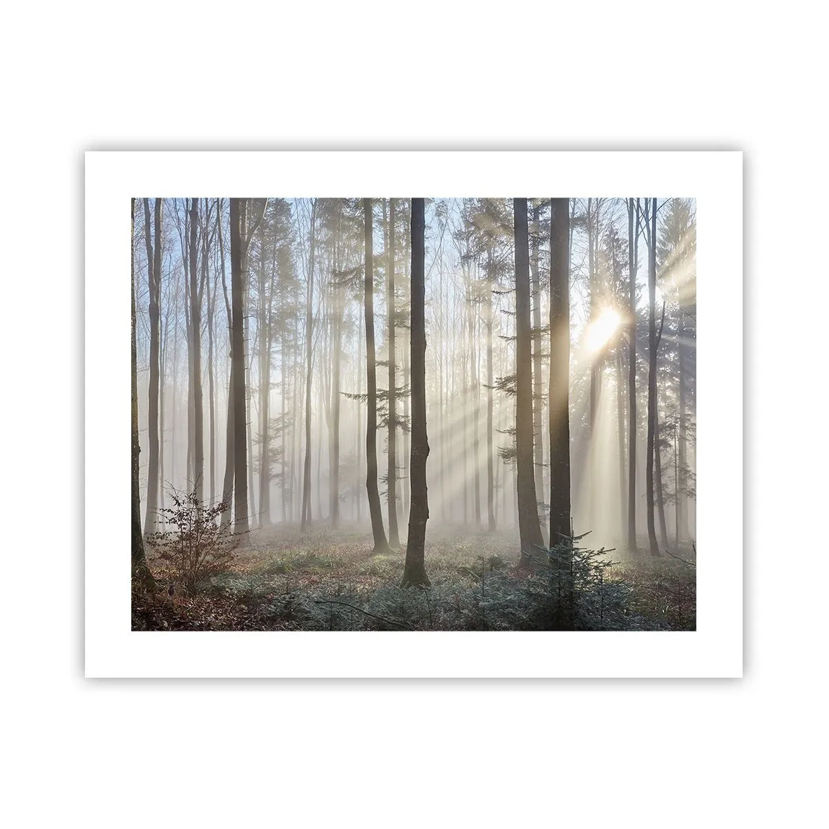 Poster - Fog Has Woken up Too - 50x40 cm