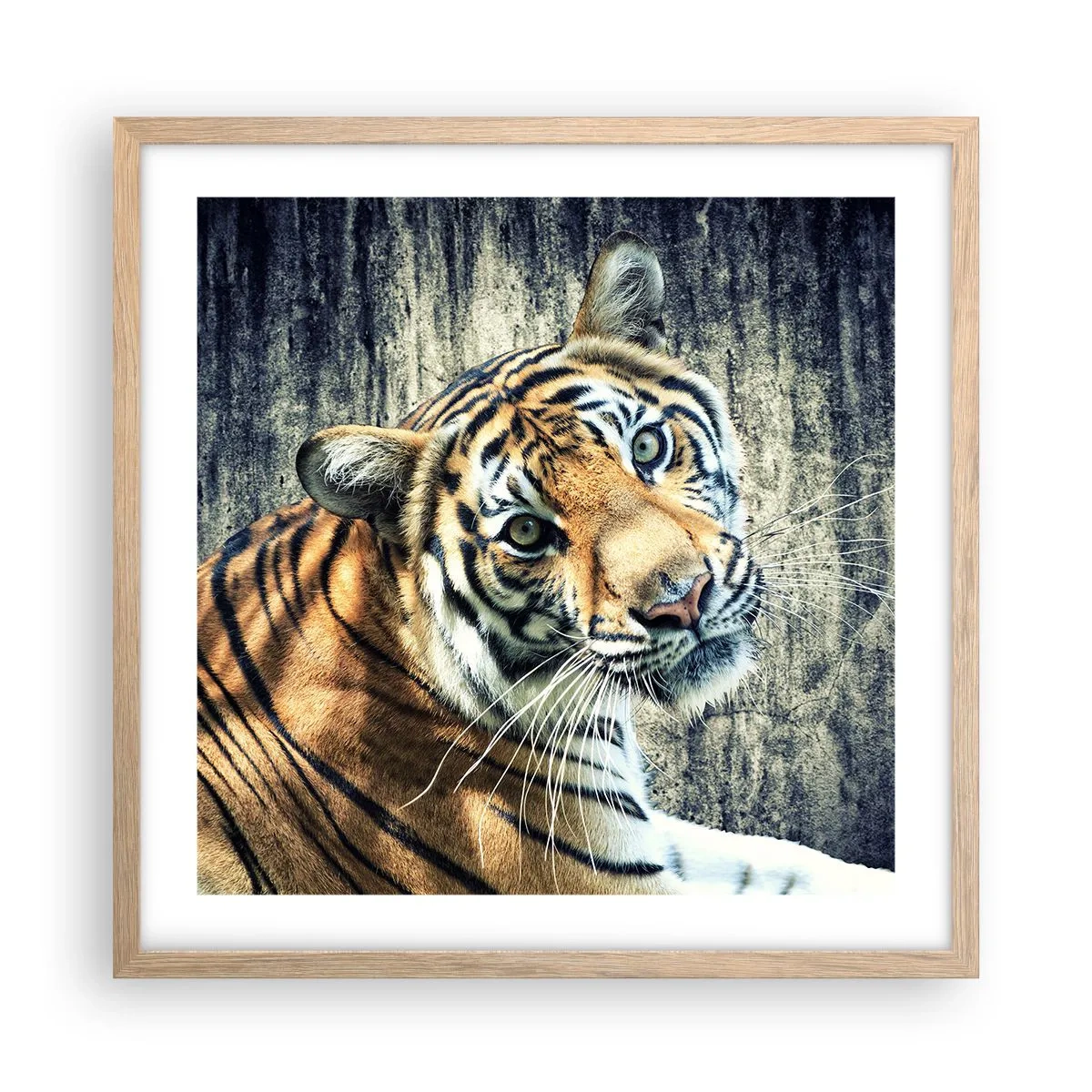 Poster in light oak frame - Portrait in Rays of Light - 50x50 cm