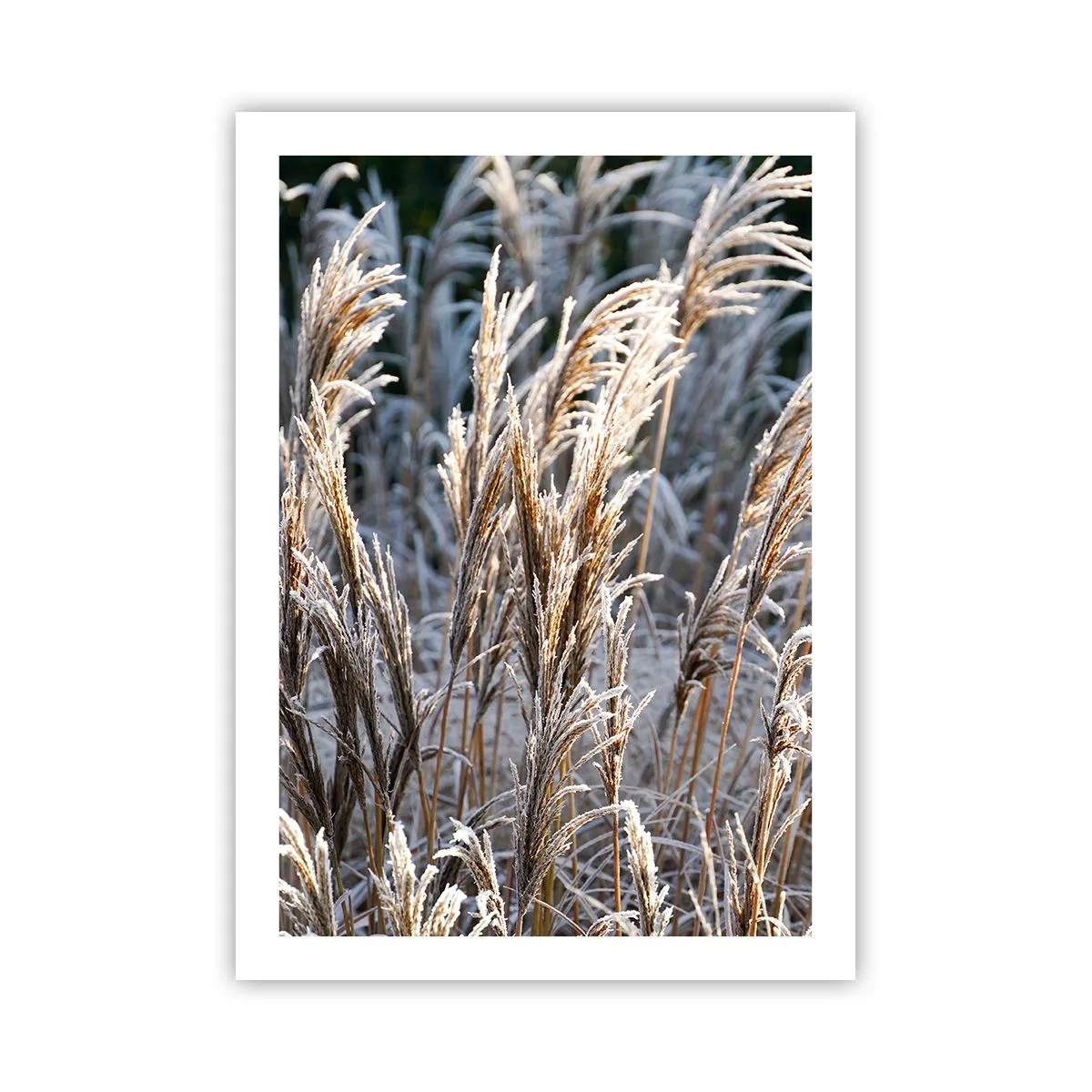 Poster - Decorated with Frost - 50x70 cm