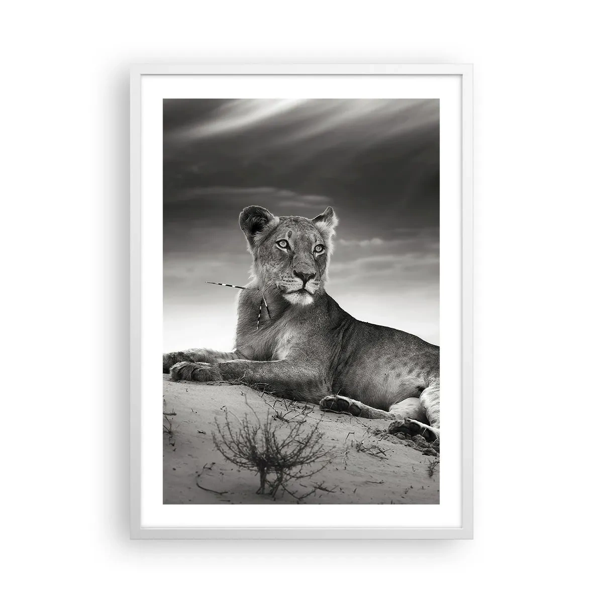 Poster in white frmae - Queen of Desert Is Resting - 50x70 cm
