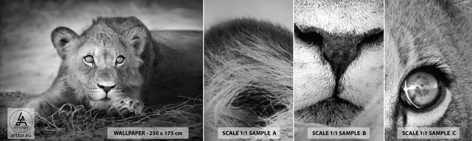 Photo Wallpaper Sample Standard Eco - Royal Puppy - Animals, Lion, Black and white - 100x30 cm