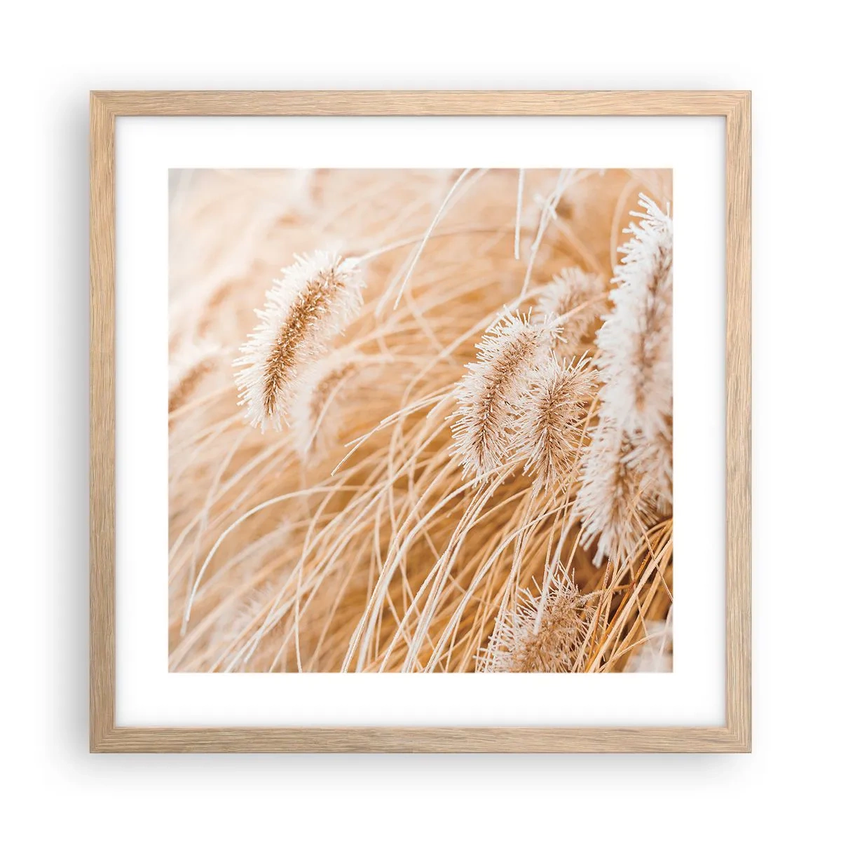 Poster in light oak frame - Golden Rustling of Grass - 40x40 cm