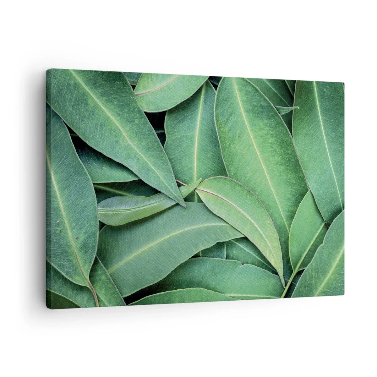 Canvas picture - Close-up of green leaves creating a natural pattern - 70x50cm - Juicy and Fresh - Modern wall decoration for the living room and bedroom ARTTOR